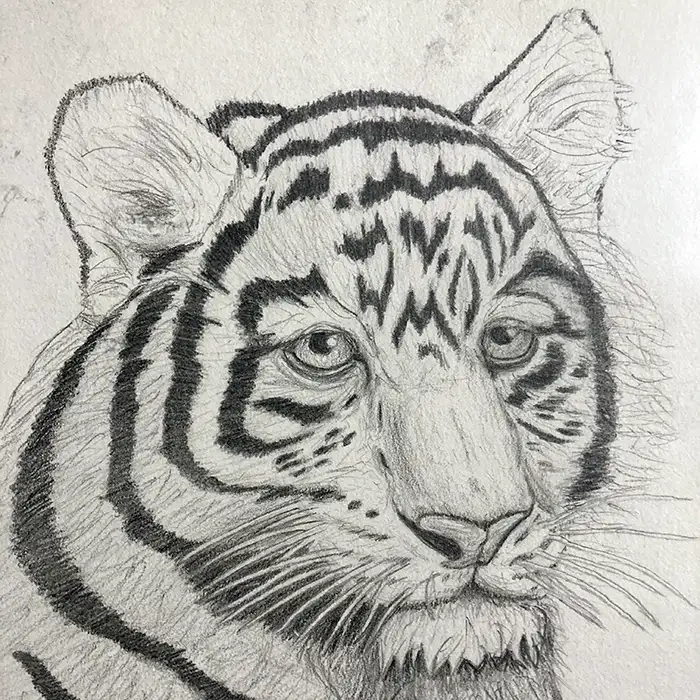 Pencil sketch, tiger