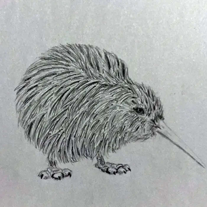 Pencil sketch, kiwi